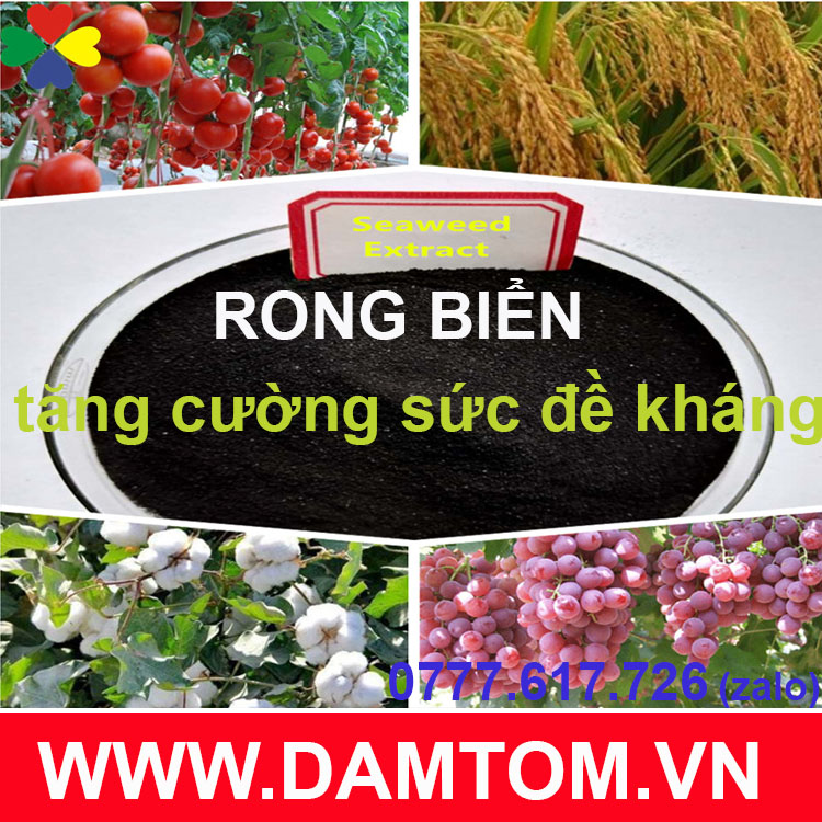Bột rong biển dạng bột, vảy tan 100%