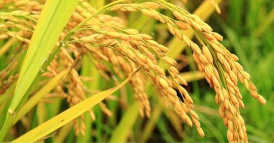 HẠT LÚA CHO CHIM CẢNH, GÀ CẢNH ( 500 Gram)