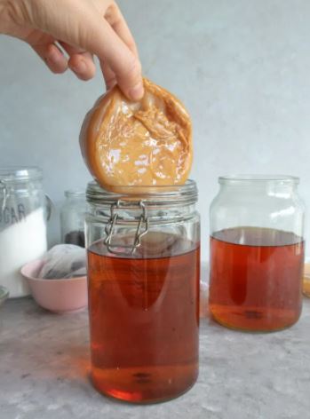 Scoby Kombucha