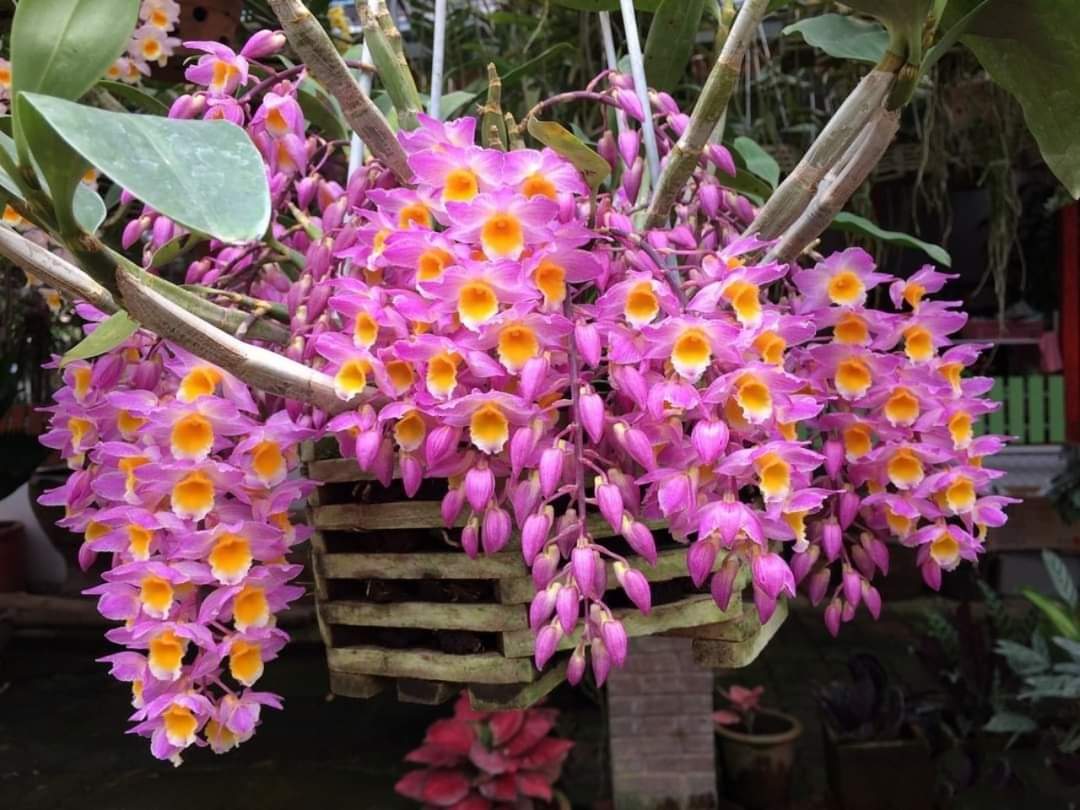 [Giá hủy diệt] hoa lan kiều tí. trắng, vàng