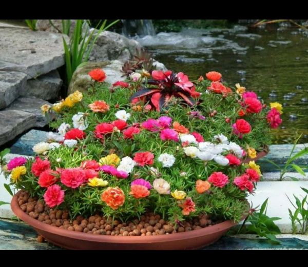 Hạt Giống Hoa Mười Giờ