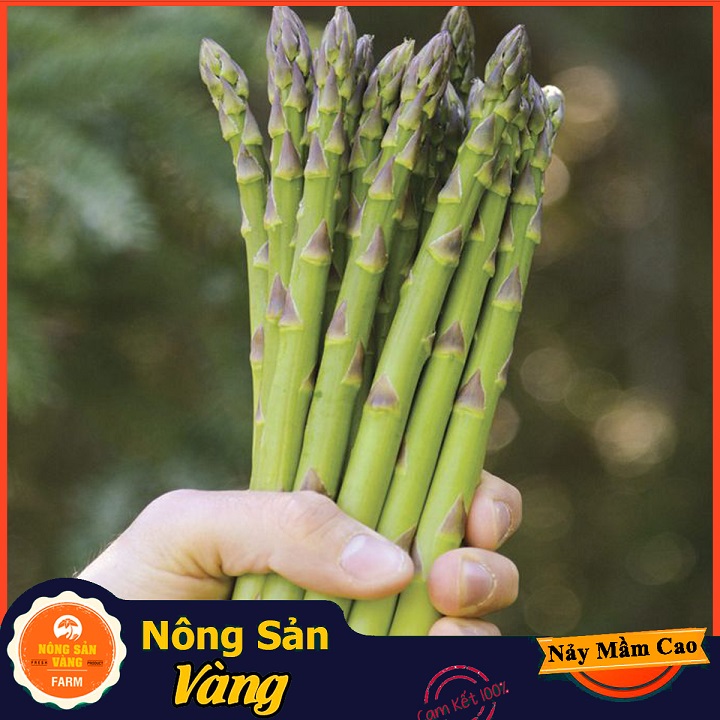 Hạt giống Rau Hoàng Đế (Măng Tây Xanh) Loại Cây Trồng Ưa Khí Hậu Mát, Ưa Ánh Sáng Mặt Trời (Gói 40 Hạt) - Nông Sản Vàng