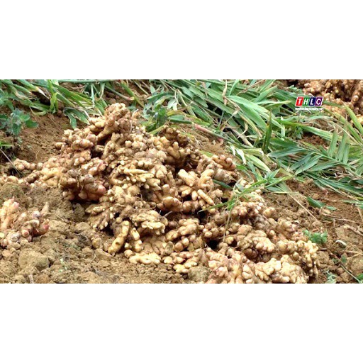 RAU GIA VỊ ĐÀ LẠT - Gừng (1kg)