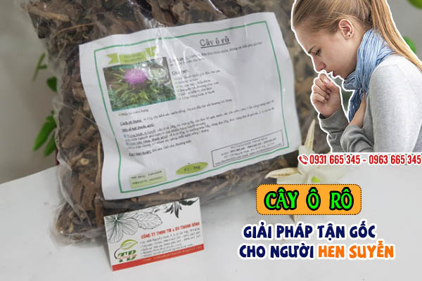 Cây Ô Rô 1KG Khô - Hoàng Liên Ô Rô - Đông Y Thanh Bình