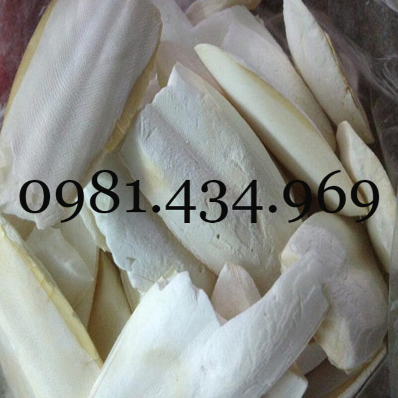 👉🌱🌱🌱👍 Combo 5 cây đuôi chuột hoa tím (Cây mạch lạc)