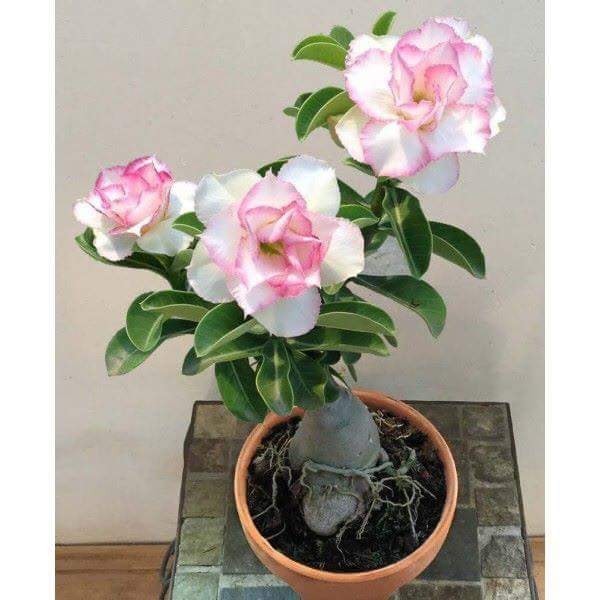 Cây con sứ thái kép Thái Lan - 1 cây