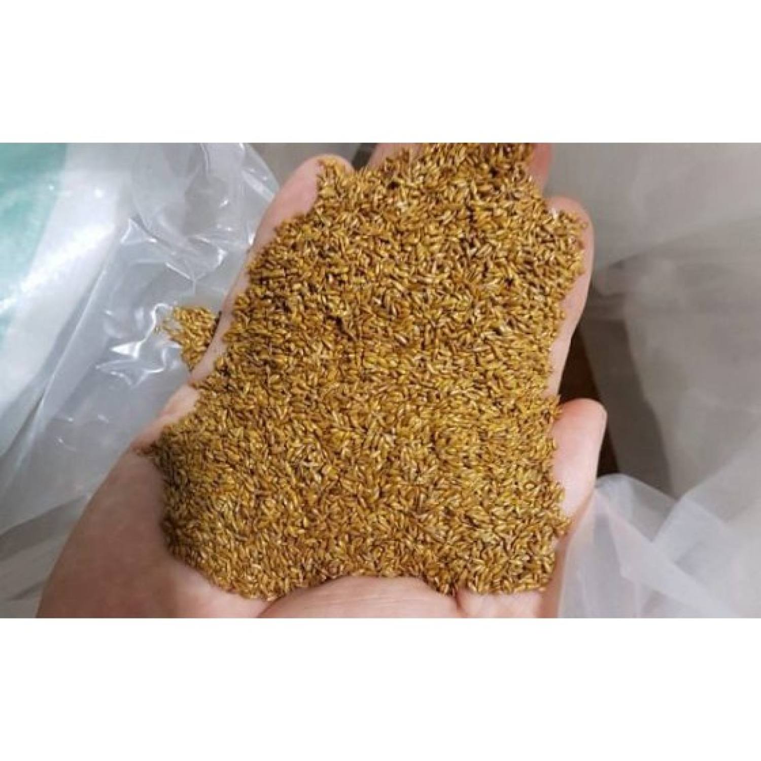 MA10C GÓI 100 HẠT GIỐNG CỎ NHUNG NHẬT