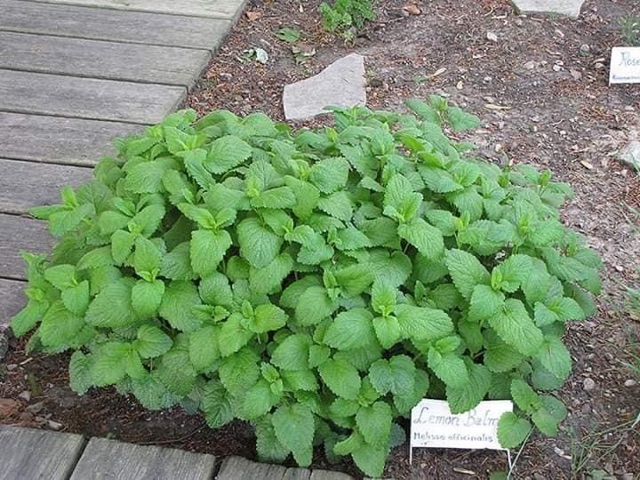 Hạt Giống Lemon Balm ( Hạc Hà Chanh Sả)