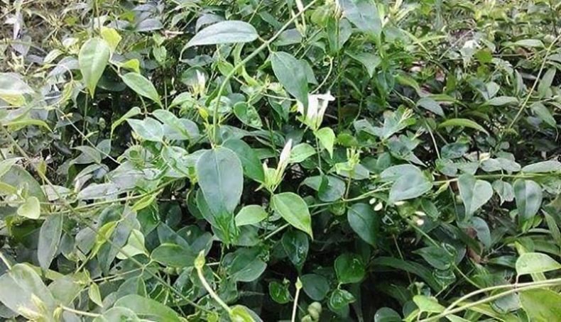 CHẬU CÂY GIỐNG CÂY CHÈ VẰNG LÁ SẺ