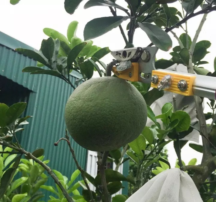 Kéo cắt cành trên cao 4 mét
