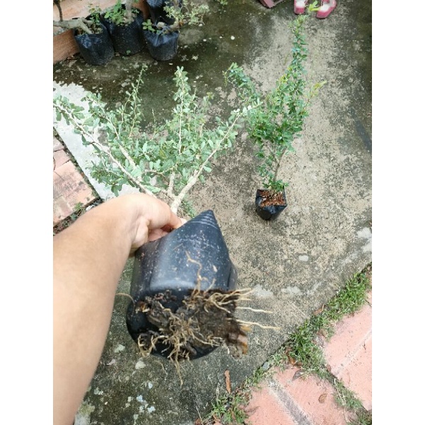 (xả kho đón tết) 2 cây linh sam siêu bông