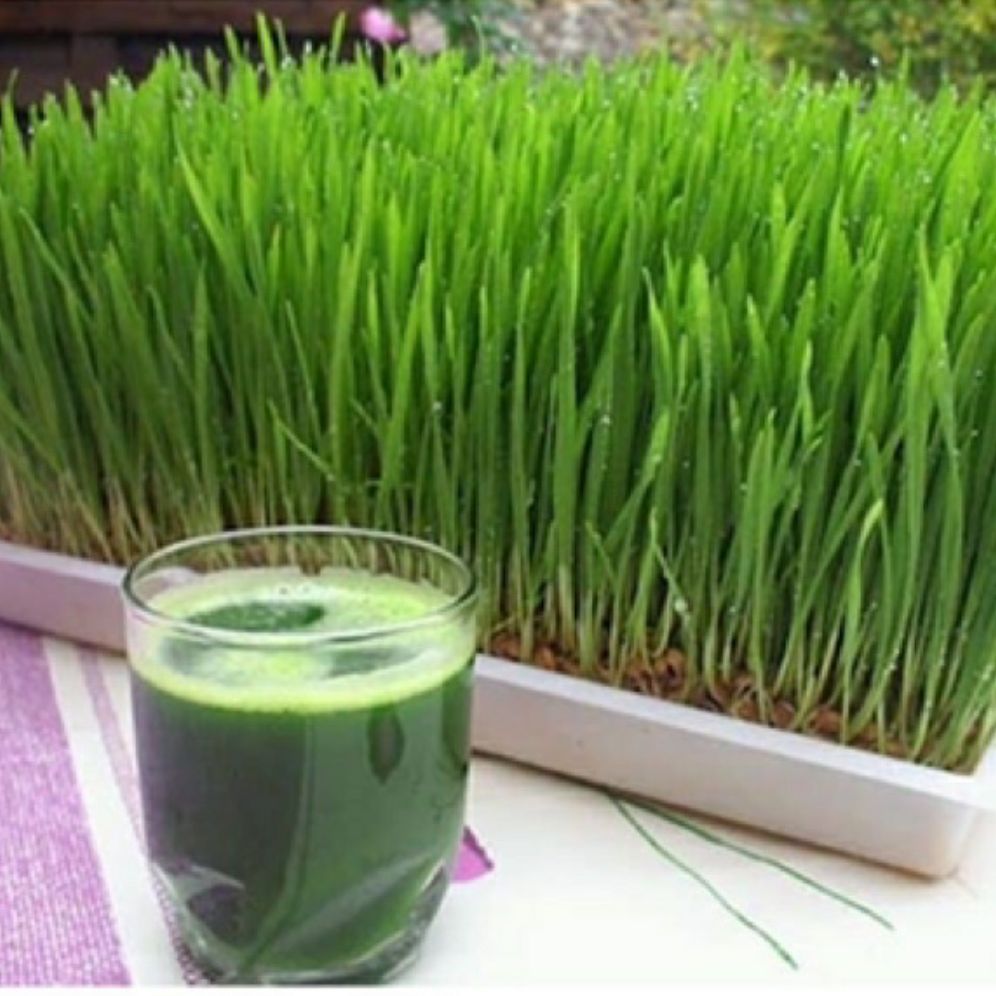 hạt giống mầm lúa mạch - gói 100gr