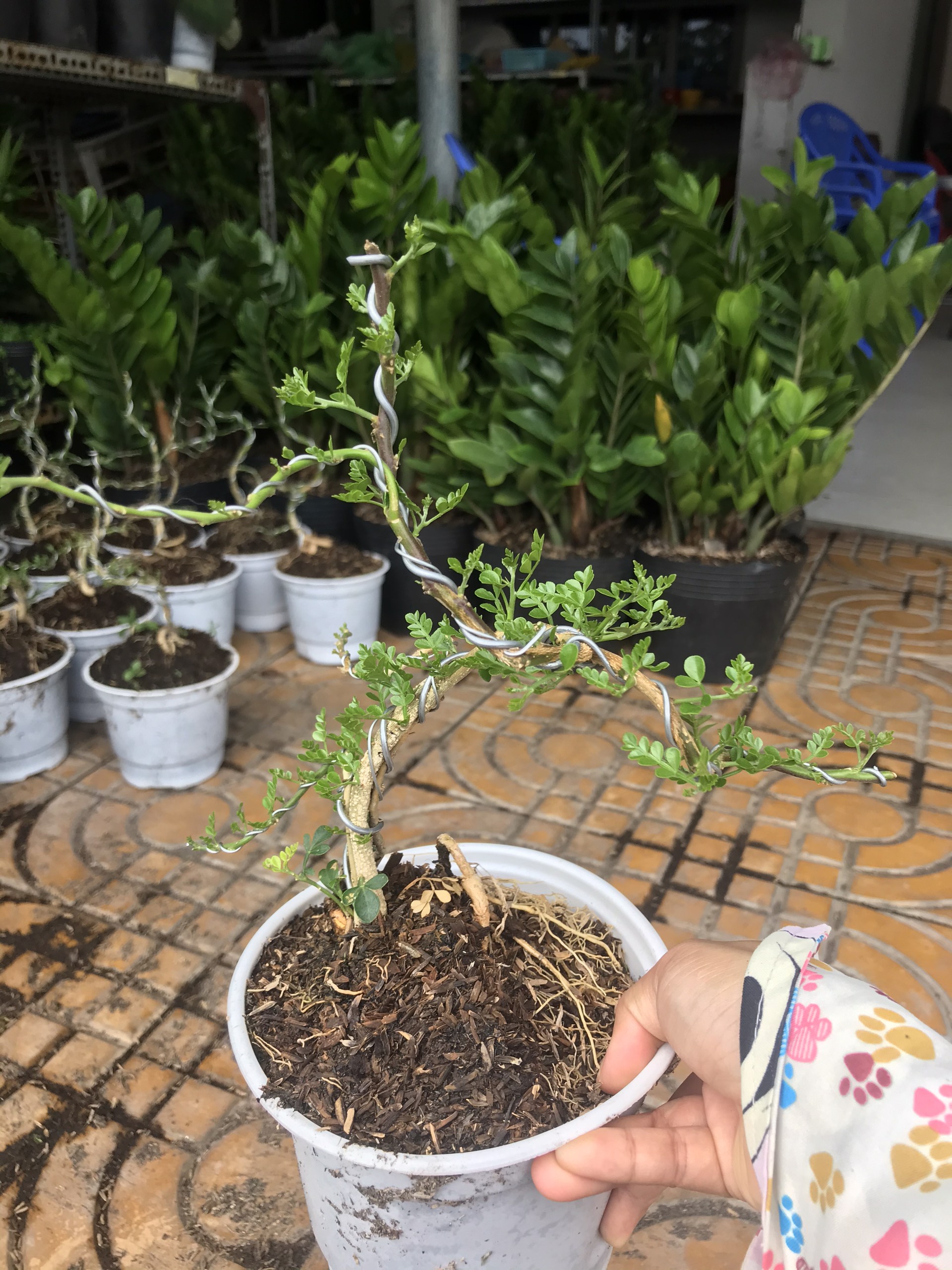 Cây cần thăng bonsai mini