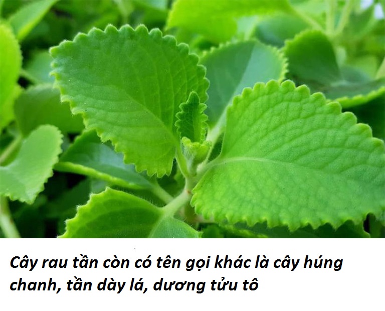 Cây giống rau tần dày lá (húng chanh)