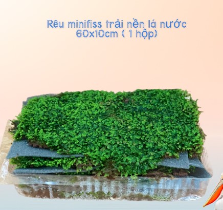 Rêu trải nền mini fiss cho bể thủy sinh