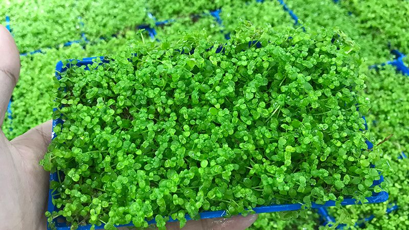 Trân châu ngọc trai lá nước/Dể trồng/không CO2
