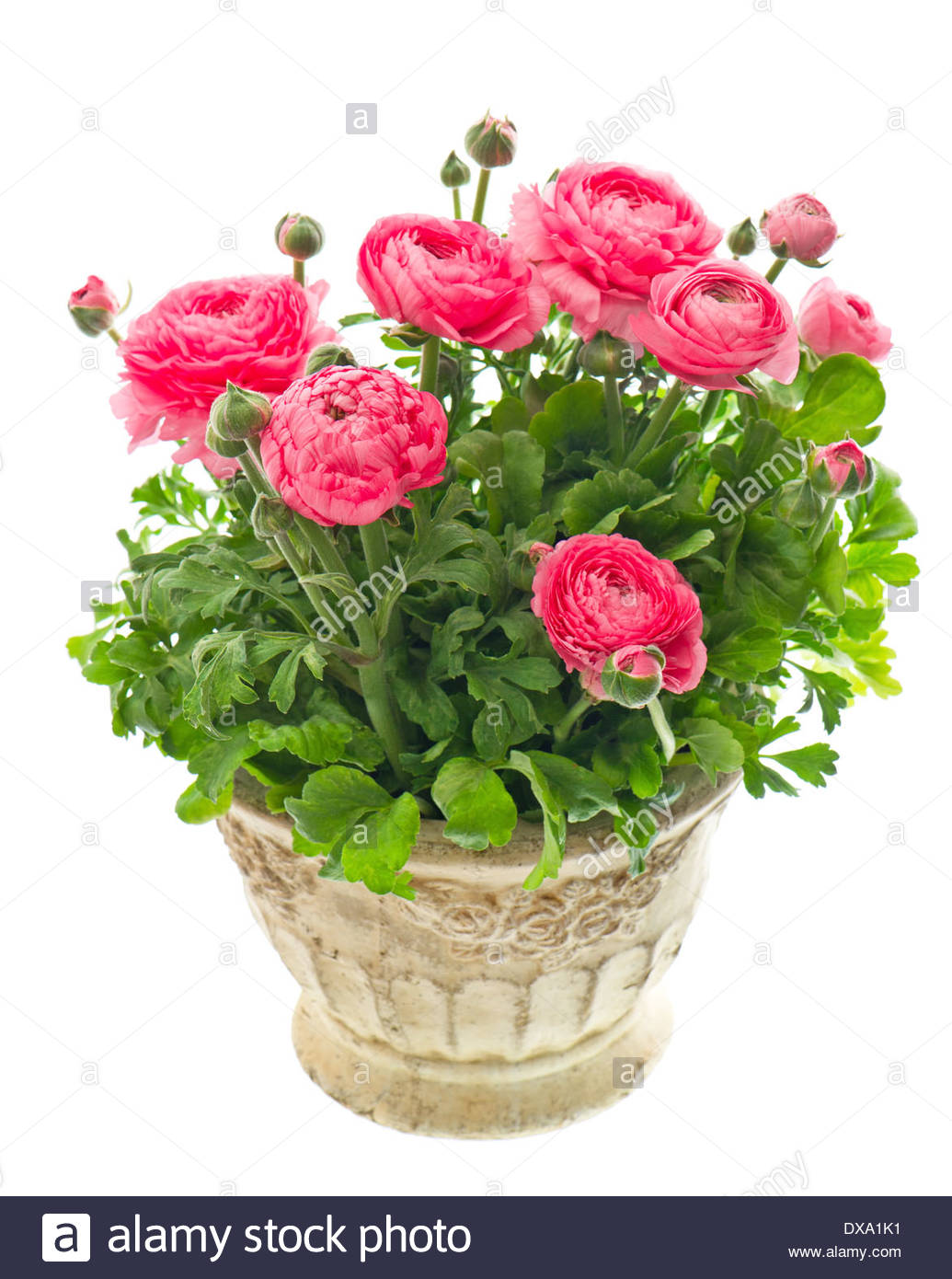 Củ hoa hồng mao lương màu hồng -