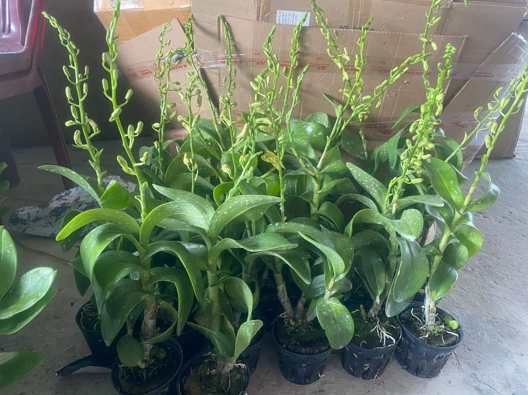 HOA LAN DENRO NẮNG HOÀNG LONG