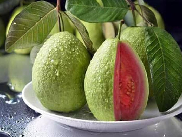 CÂY GIỐNG ỔI RUỘT ĐỎ BẾN CÁT + Tặng 2 Cây Quế Giống