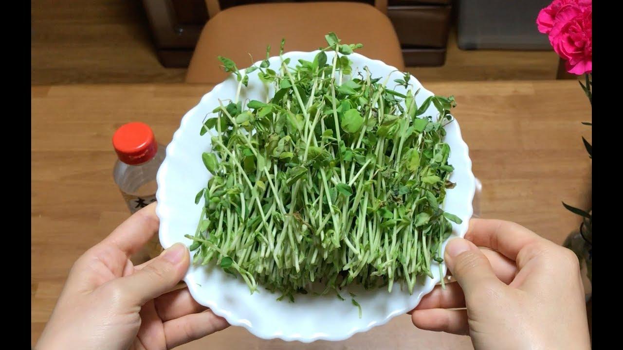 Hạt Giống Rau Mầm Đậu Hà Lan Dễ Trồng, Giàu Dinh Dưỡng (Gói 50 gam ~ 400 hạt)