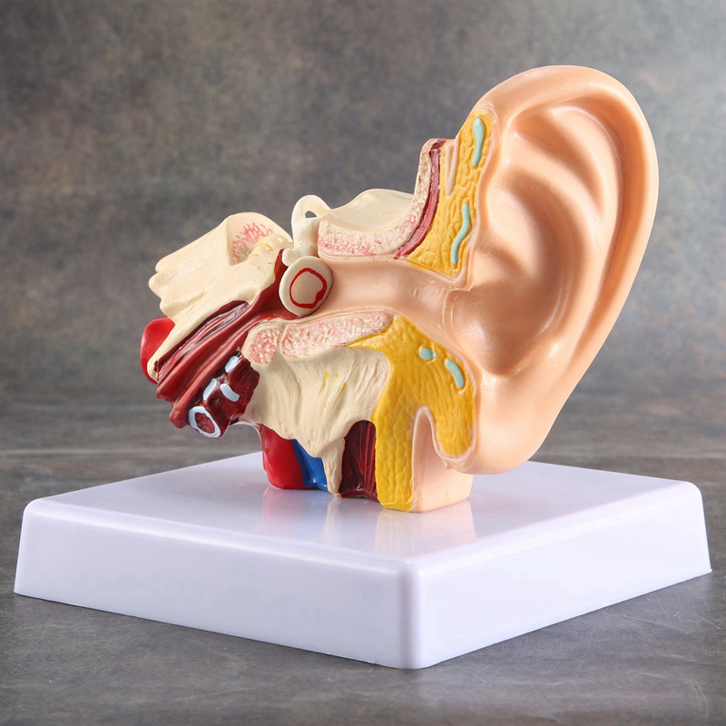1.5X Human Ear Anatomy Model - Professional Desktop Inner Ear Structure Simulation Model for Education