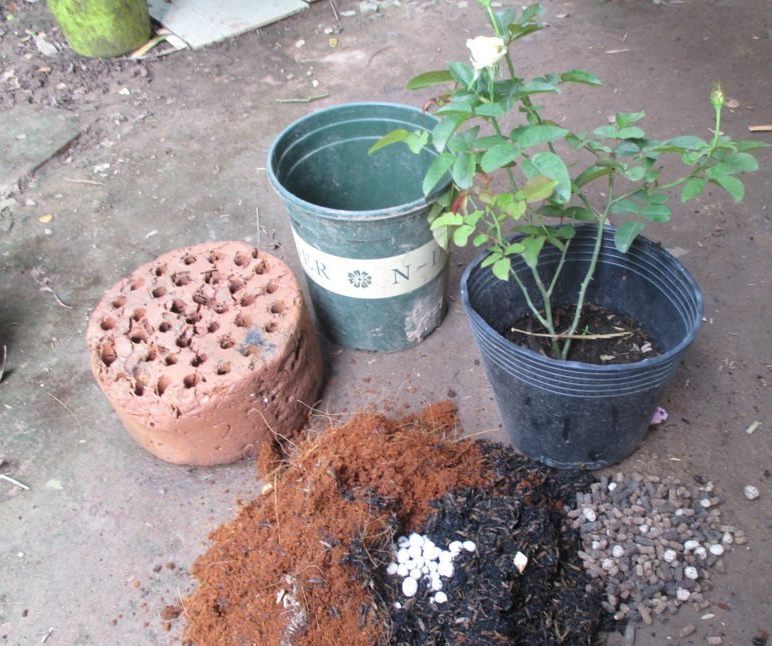 Trấu Hun Trồng Cây (tro trấu)