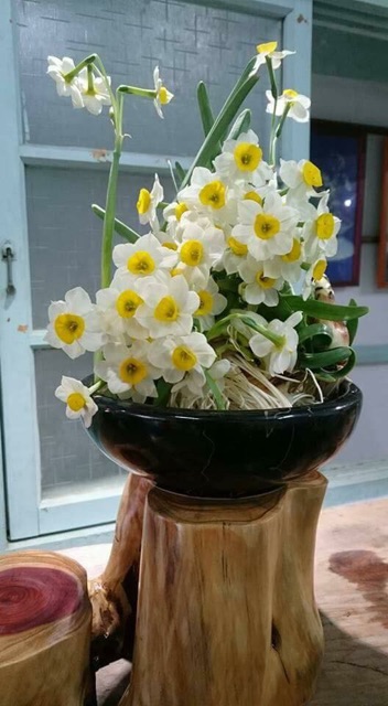 Củ hoa thủy tiên nước trồng tết
