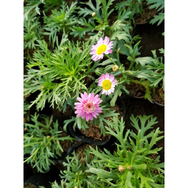 Cúc hoạ mi thân gỗ (cây giống)