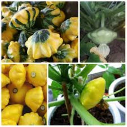 10H - #Hạt_Giống_Bí_Ngồi / bí ngòi (bí ngòi xanh/ bí ngòi vàng/bí ngòi tròn xanh/bí ngòi tròn vàng)