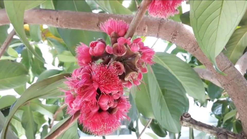 Cây điều miền tây/ mận hoa đỏ- Đặc sản miền tây- Trái cây tuổi thơ- Hoa kiểng Nguyễn Lộc