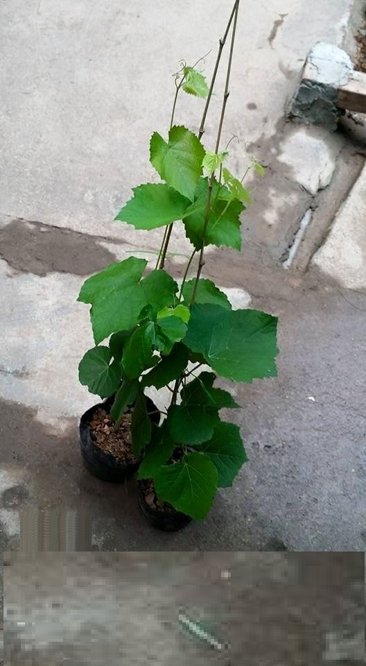 Cây nho leo pháp, nho lùn pháp - cam kết giông chuẩn cam kết chất lượng