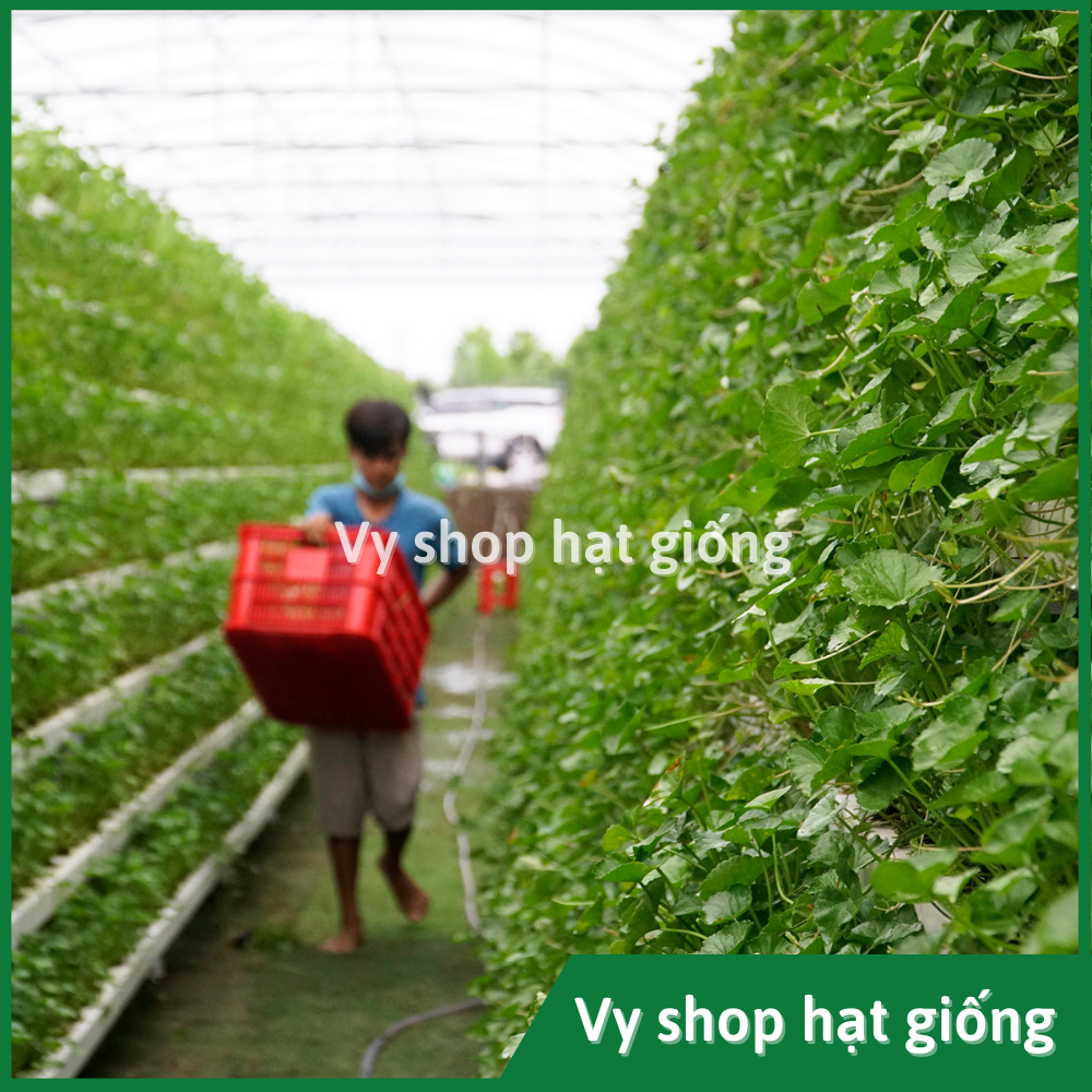 Hạt giống rau má Thái Lan gói 500 hạt