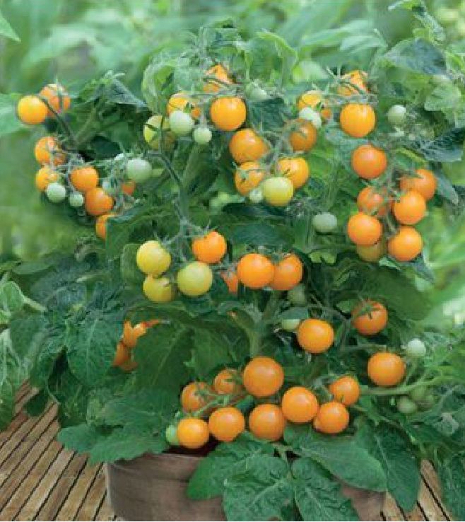 Hạt giống cà chua bi lùn vàng 30 hạt/gói - ( TẶNG gói kích thích hỗ trợ hạt nảy mầm)