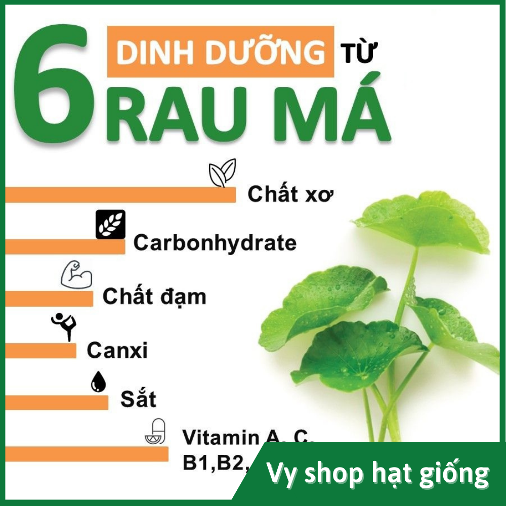 Hạt giống rau má Thái Lan gói 500 hạt