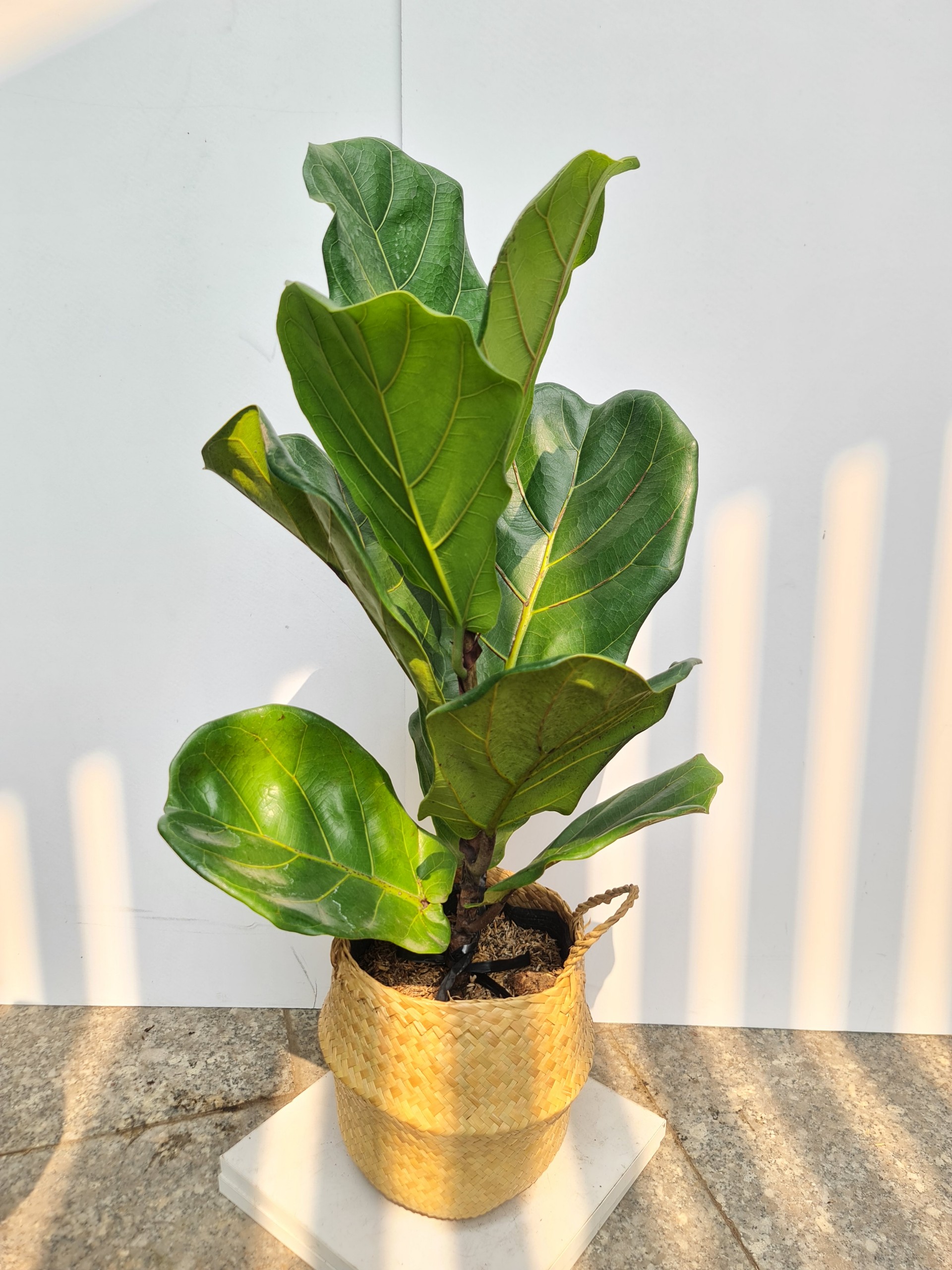 CÂY BÀNG SINGAPORE TRUNG ,(cao 40-50cm), cây phong thủy hút tài lộc để bàn mini GIÁ RẺ, lọc không khí, Cây Tươi Nguyên CTN0170