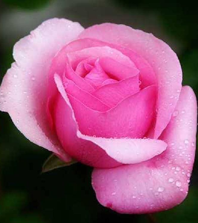 Mixed Dutch Rose Seeds (20 Seeds/Includes Seed Germination Stimulant Package)