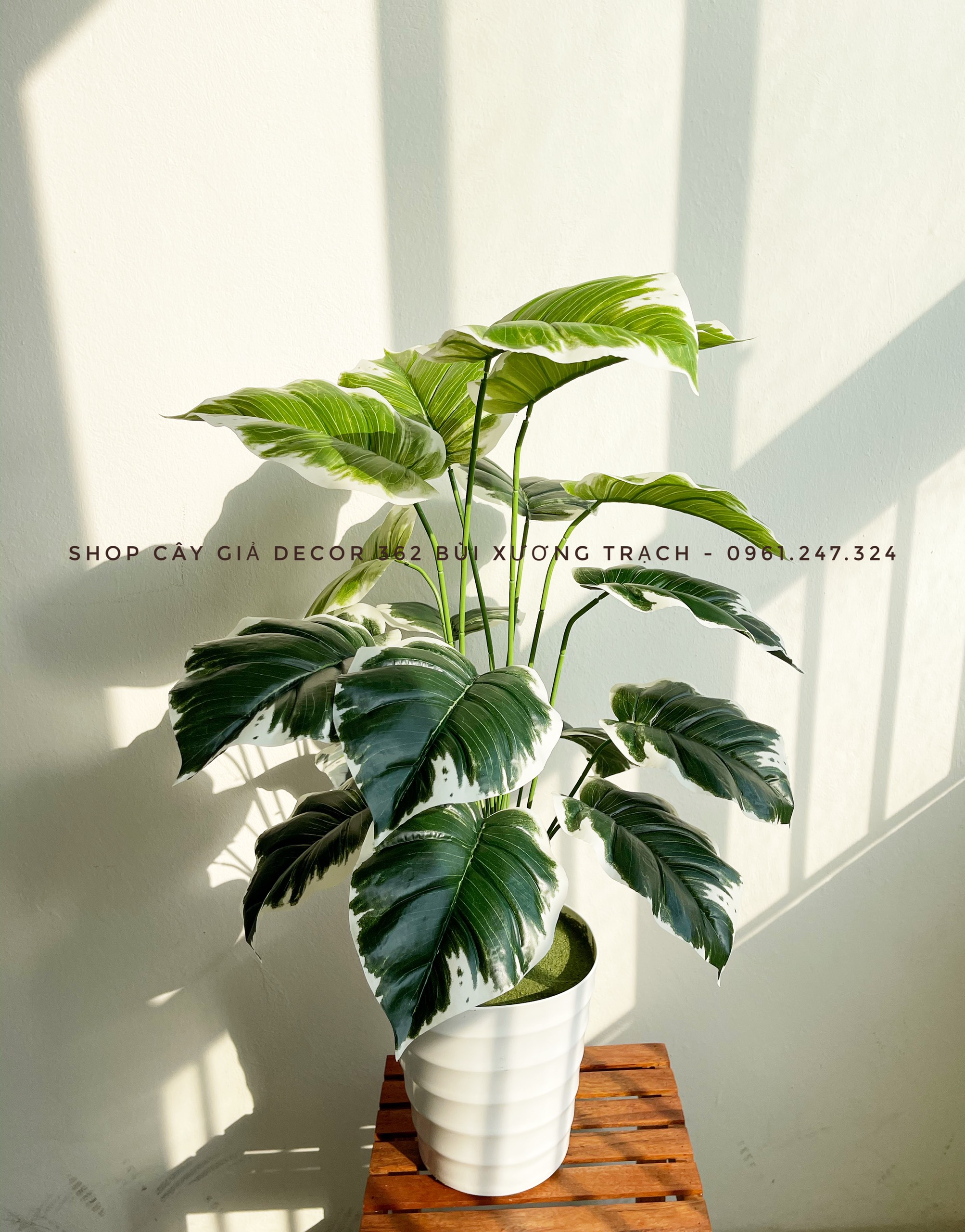 Câu giả - trầu bà viền trắng 80cm