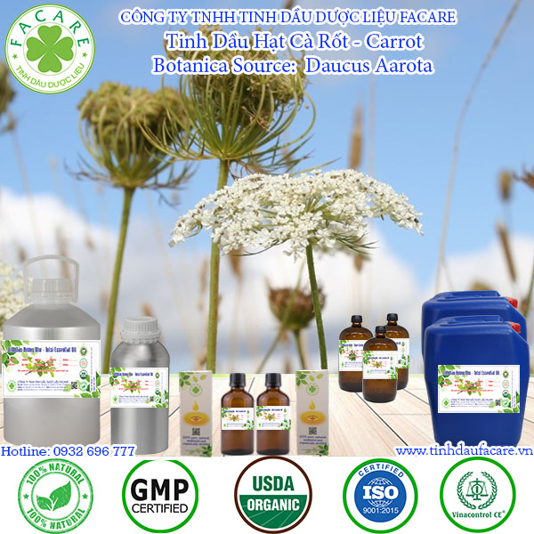 Tinh Dầu Hạt Cà Rốt Carrot seed essential oil - 10ml
