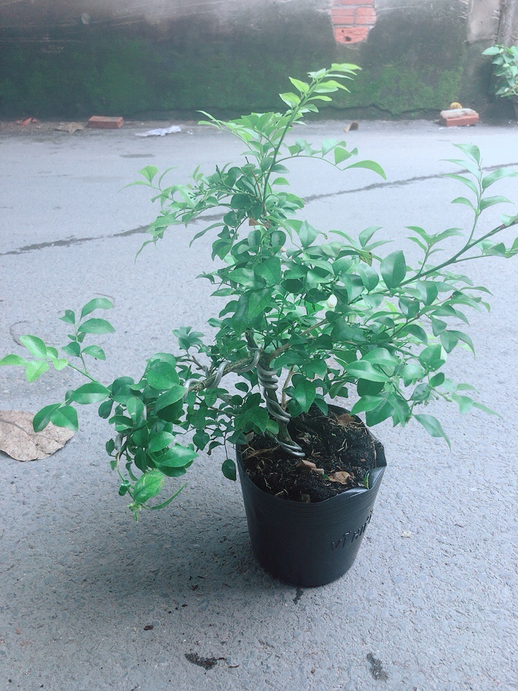 Cây Nguyệt Quế Bonsai