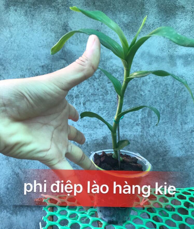 hoa lan phi điệp lào hàng cắt kie