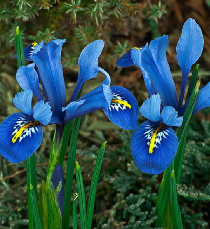 "Gói 10 "Hạt giống hoa Diên vĩ Xanh (Iris Xanh ) [Seeds]