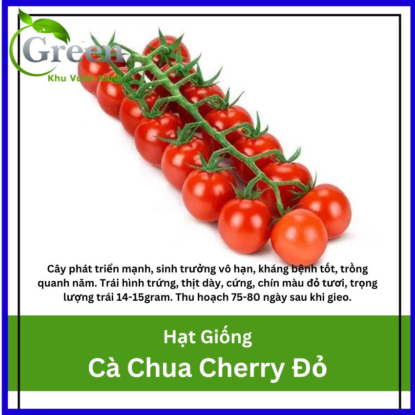 Hạt giống cà chua cherry đỏ lai f1