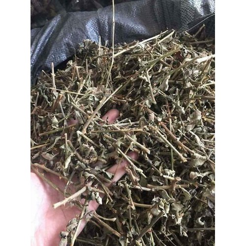 Trà Cà gai leo SAPA (sấy khô) gói 1 kg dùng thử