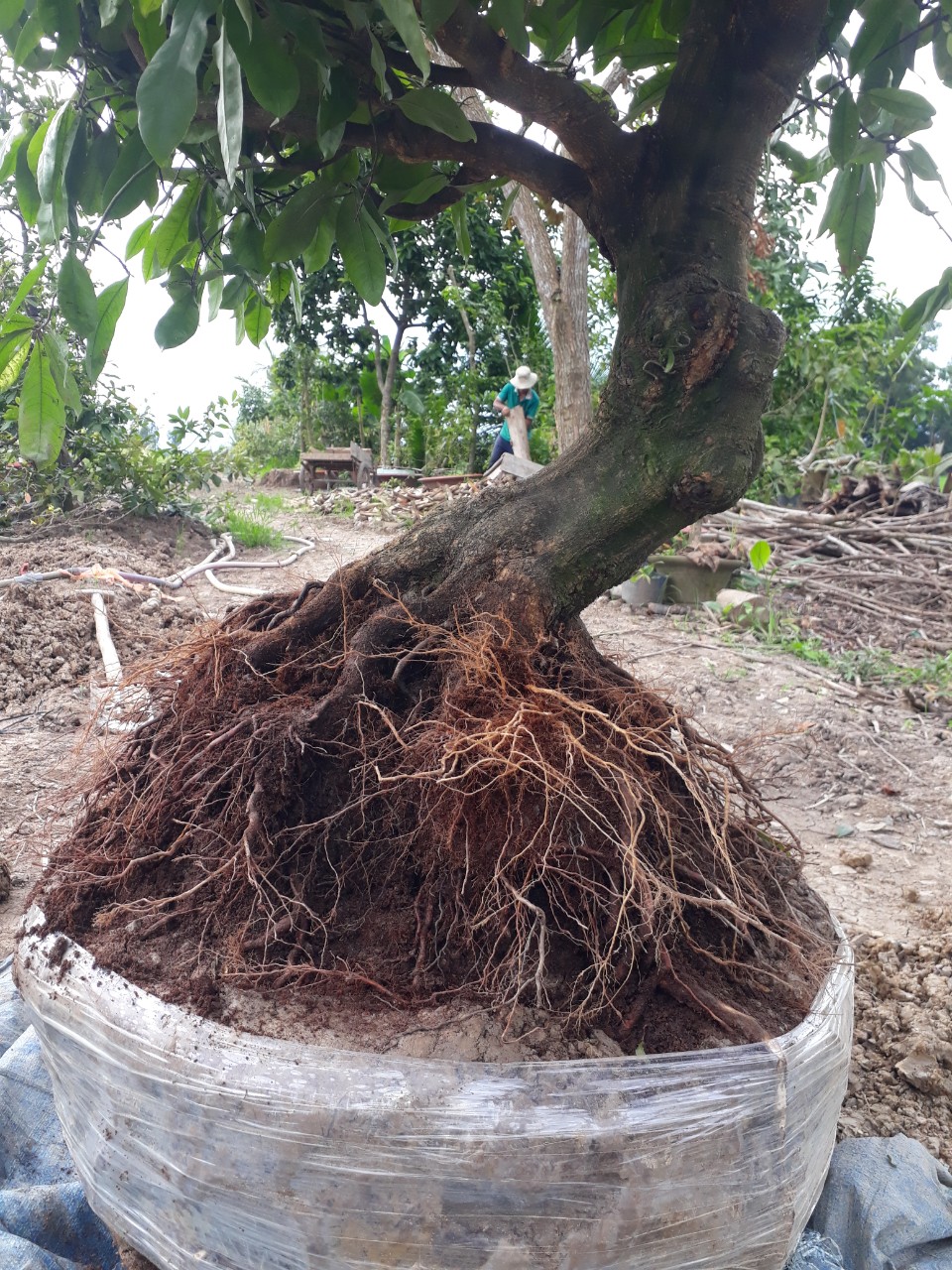 SIMAKA - KÍCH RỄ CỰC MẠNH (500G)