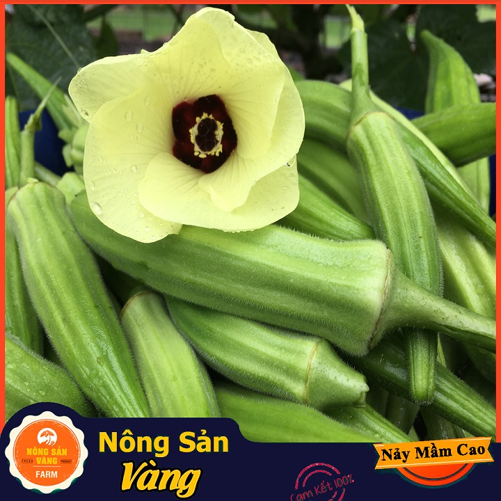 Chinese cabbage seed West (okra) good for bone joints and digestive system (package 20 grams)-shallow gold