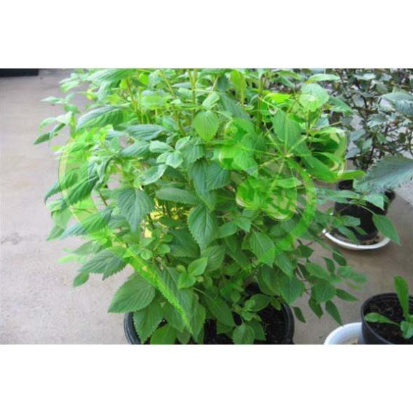 Hạt giống rau kinh giới - gói 1g