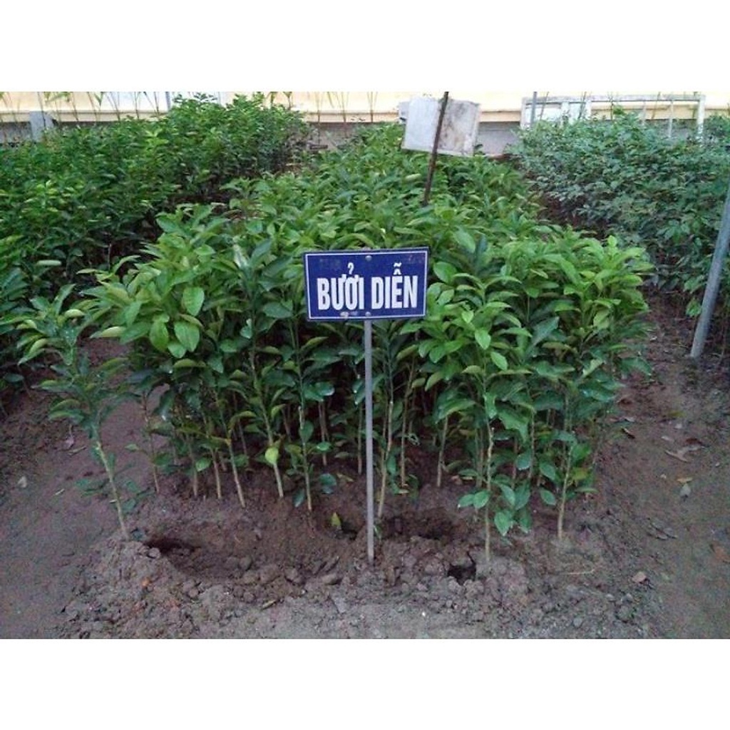Cây giống bưởi DIỄN (siêu sớm)(CÂY GIỐNG NGỌC HIẾU)
