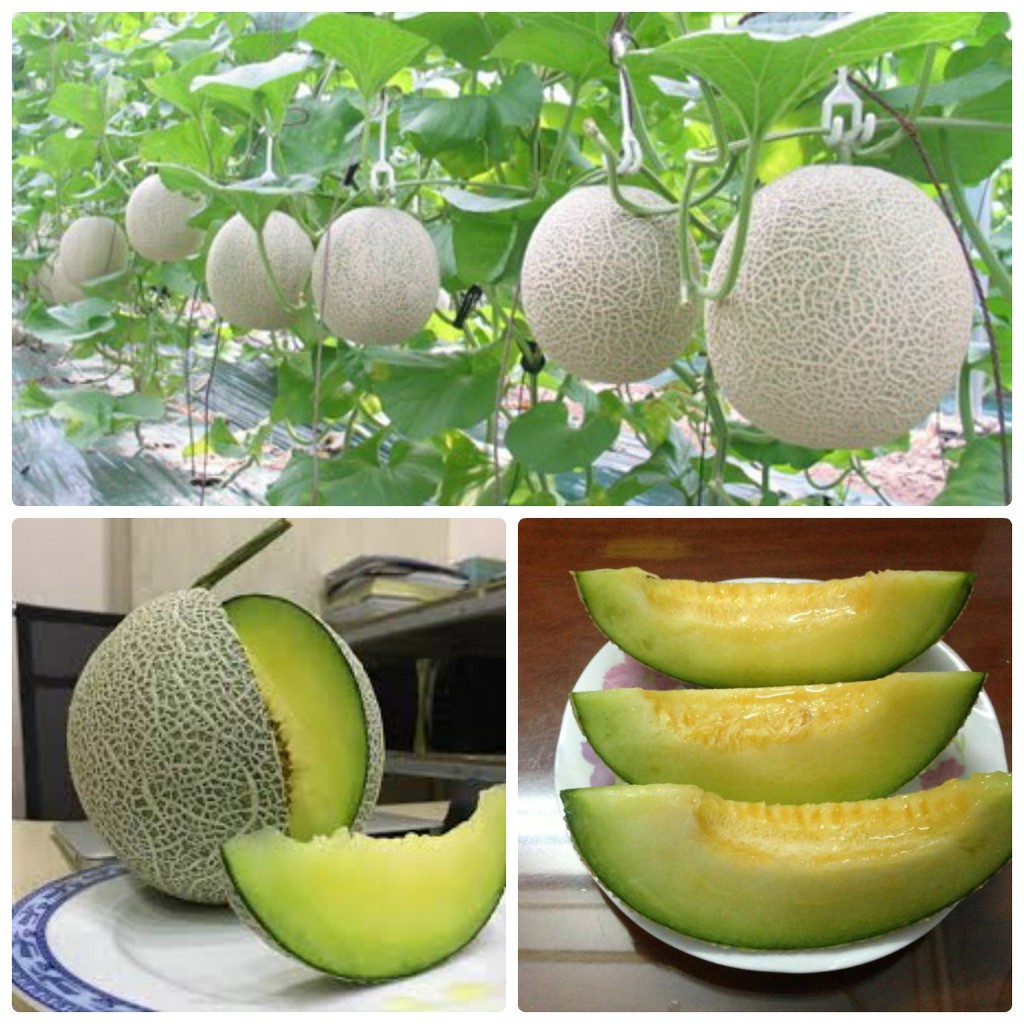 Hạt giống Dưa Lưới vỏ xanh 10 hạt