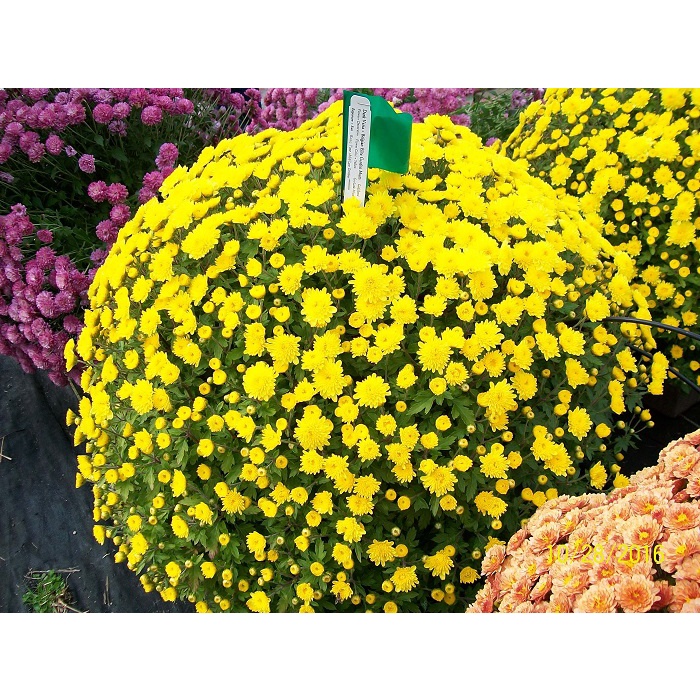 Hạt giống hoa cúc mini vàng
