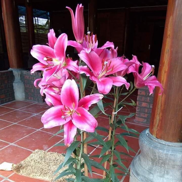 Củ hoa Ly lùn trồng tết, củ đã có mầm